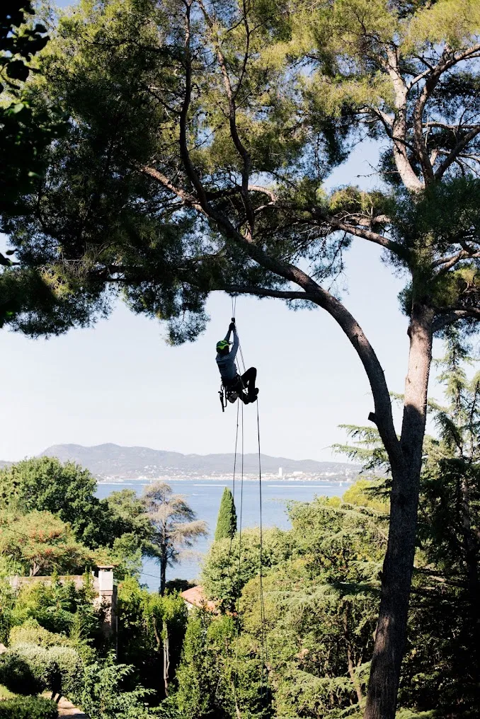 Élagueur suspendu sur corde dans un grand pin, au-dessus de la rade d’Hyères