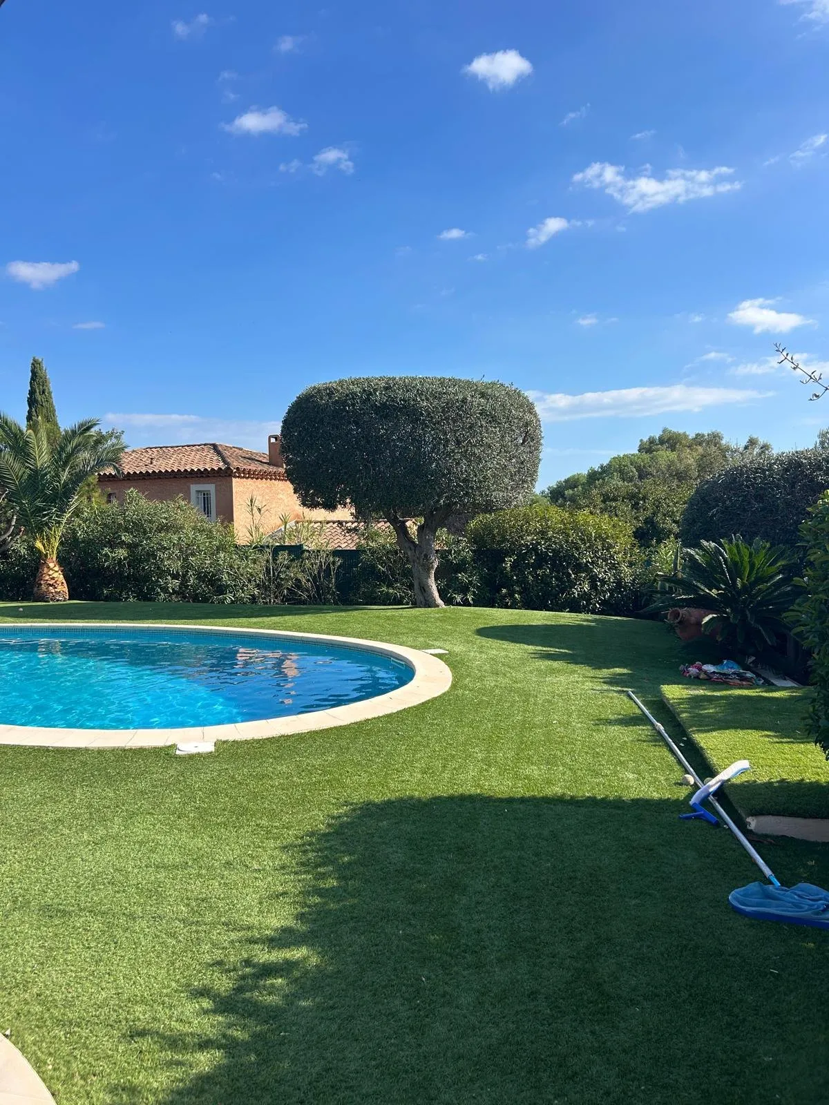 Après : olivier taillé en boule au bord de la piscine, pelouse dégagée
