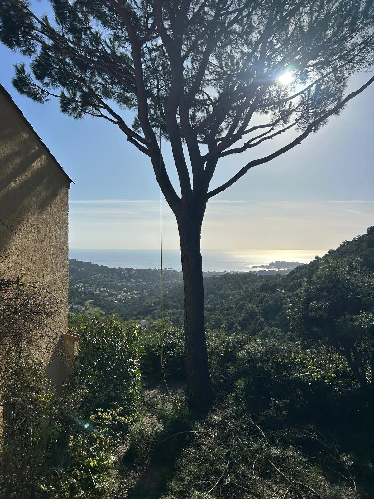 Pin parasol au bord d’un vallon boisé, la mer en contrebas