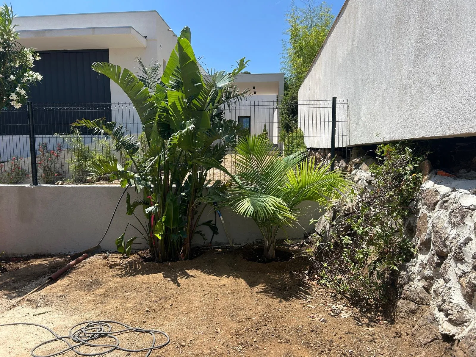 Jeunes plantes exotiques plantées le long d’un mur