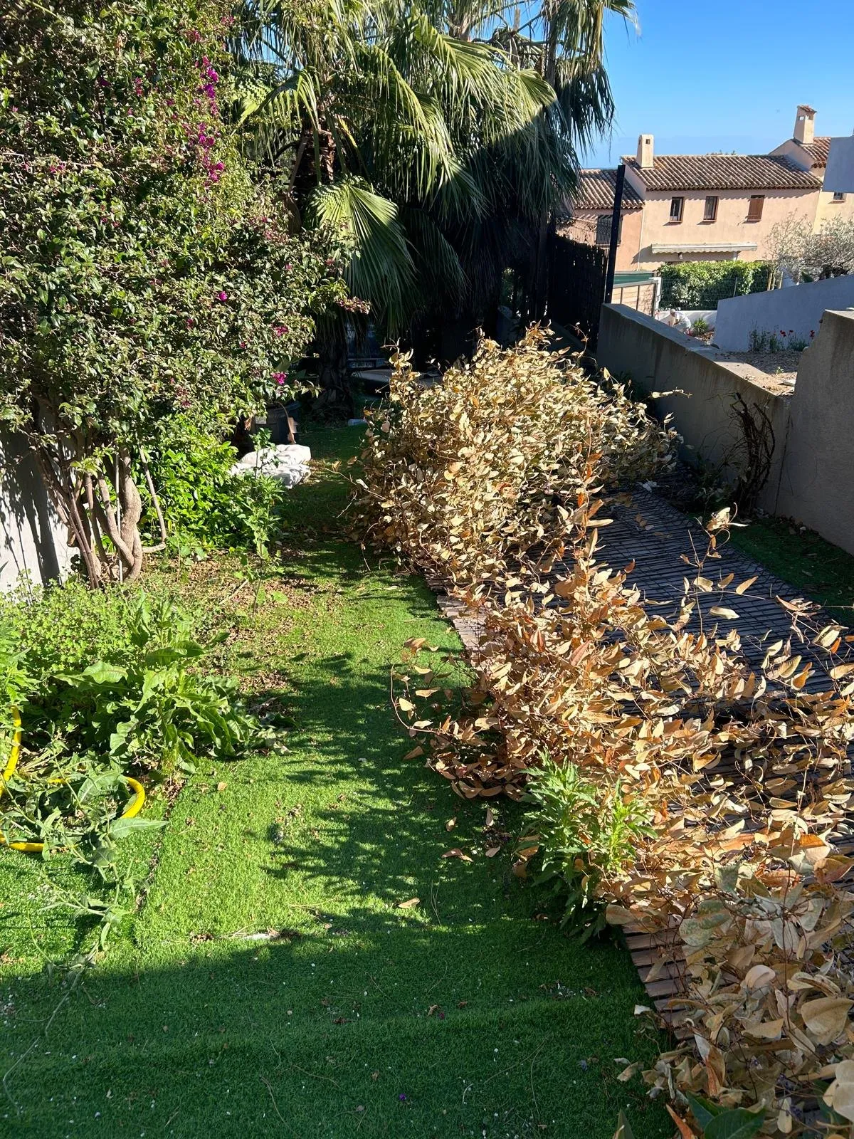 Haie taillée le long d’une pelouse, branches coupées au pied