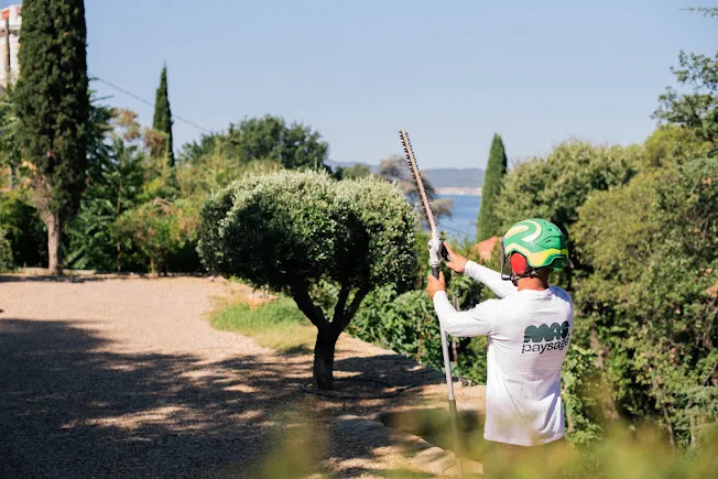 Taille d’un olivier à la perche dans un jardin avec vue sur la mer